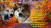 Zdjęcie №1. akita (rasa psa) - na sprzedaż w Tula | 3968zł | Zapowiedź №7479