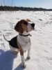 Zdjęcie №2. Usługi krycia beagle (rasa psa). Cena - negocjowane