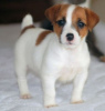 Zdjęcie №1. jack russell terrier - na sprzedaż w Tel Awiw | 3961zł | Zapowiedź №50407