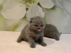 Zdjęcie №3. Kocięta Scottish Fold są już dostępne w sprzedaży. Niemcy