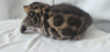Zdjęcie №1. kot bengalski - na sprzedaż w Jekaterynburg | 1503zł | Zapowiedź № 10355
