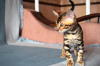 Zdjęcie №1. kot bengalski - na sprzedaż w Jekaterynburg | 2056zł | Zapowiedź № 10815