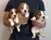 Zdjęcie №1. beagle (rasa psa) - na sprzedaż w East Los Angeles | 1109zł | Zapowiedź №100212