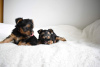 Dodatkowe zdjęcia: Zaszczepione szczenięta Yorkshire Terriera do adopcji