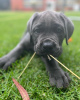 Dodatkowe zdjęcia: cane corso