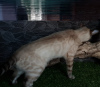 Zdjęcie №4. Sprzedam kot bengalski w Москва. od żłobka - cena - 4690zł