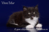 Zdjęcie №4. Sprzedam kot syberyjski w Petersburg. od żłobka - cena - negocjowane
