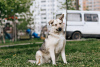 Zdjęcie №4. Sprzedam pies nierasowy w Москва. prywatne ogłoszenie - cena - Bezpłatny