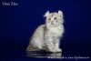 Zdjęcie №3. Rzadki kociak rasy American Curl.. Federacja Rosyjska
