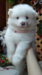 Dodatkowe zdjęcia: Samoyed Puppies Bear