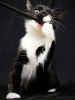 Zdjęcie №3. Pulcheria, kotek. Federacja Rosyjska