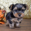 Zdjęcie №4. Sprzedam yorkshire terrier w Chicago. hodowca - cena - 4zł