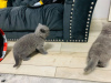 Dodatkowe zdjęcia: Aanbiddelijk Blauw Brits Korthaar Kitten