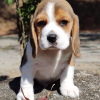 Zdjęcie №3. Poszukuję szczeniąt beagle. Niemcy