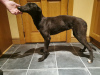 Zdjęcie №4. Sprzedam greyhound w Sligo. hodowca - cena - negocjowane