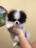 Dodatkowe zdjęcia: Śliczne szczenięta Pomeranian Teacup !!