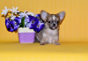 Dodatkowe zdjęcia: Chłopiec Chihuahua