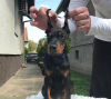 Dodatkowe zdjęcia: Doberman szczenięta