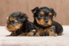 Zdjęcie №1. yorkshire terrier - na sprzedaż w Cochem | Bezpłatny | Zapowiedź №122656