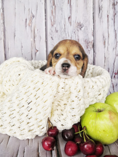 Zdjęcie №2 do zapowiedźy № 7038 na sprzedaż  beagle (rasa psa) - wkupić się Federacja Rosyjska od żłobka