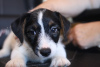 Dodatkowe zdjęcia: Szczeniak Jack Russell Terrier