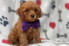 Zdjęcie №3. Piękne szczenięta Cavapoo Do bezpłatnej adopcji. Niemcy