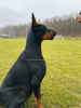 Dodatkowe zdjęcia: Doberman FCI