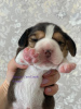 Zdjęcie №2 do zapowiedźy № 9795 na sprzedaż  beagle (rasa psa) - wkupić się Federacja Rosyjska prywatne ogłoszenie, od żłobka