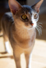 Dodatkowe zdjęcia: Rasowy kotek abisyński ze świeżymi liniami krwi do hodowli (WCF)