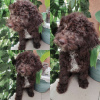 Zdjęcie №1. lagotto romagnolo - na sprzedaż w Belgrad | negocjowane | Zapowiedź №65026