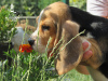 Zdjęcie №1. beagle (rasa psa) - na sprzedaż w Приморск | 2871zł | Zapowiedź №11548