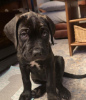 Zdjęcie №2 do zapowiedźy № 111324 na sprzedaż  cane corso - wkupić się Niemcy prywatne ogłoszenie