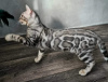 Zdjęcie №1. kot bengalski - na sprzedaż w Mińsk | 1674zł | Zapowiedź № 40033