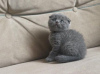 Zdjęcie №1. scottish fold - na sprzedaż w Monachium | 1046zł | Zapowiedź № 120386