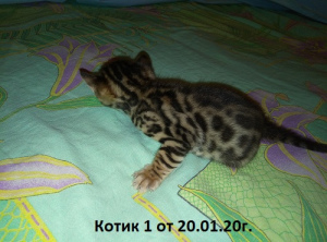 Zdjęcie №4. Sprzedam kot bengalski w Москва. od żłobka - cena - 1554zł