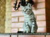 Dodatkowe zdjęcia: Szkocki prosty kociak, prosty, cętkowany srebrny