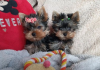 Zdjęcie №1. yorkshire terrier - na sprzedaż w Stockholm | negocjowane | Zapowiedź №113168