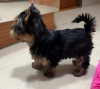 Zdjęcie №1. yorkshire terrier - na sprzedaż w Budapest | Bezpłatny | Zapowiedź №120808