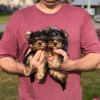 Zdjęcie №3. Kochany Yorkshire Terrier. Niemcy