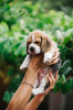 Zdjęcie №1. beagle (rasa psa) - na sprzedaż w Los Angeles | 1783zł | Zapowiedź №84063