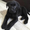 Zdjęcie №1. labrador retriever - na sprzedaż w Zagreb | negocjowane | Zapowiedź №112264