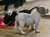 Zdjęcie №1. american bully - na sprzedaż w Belgrad | negocjowane | Zapowiedź №85495