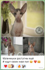 Zdjęcie №1. kot doński sfinks - na sprzedaż w Nowosybirsk | negocjowane | Zapowiedź № 57883
