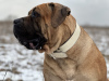 Dodatkowe zdjęcia: Mastif południowoafrykański Boerboel szczenięta