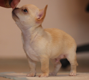 Zdjęcie №3. Szczenięta Chihuahua. Federacja Rosyjska