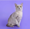Zdjęcie №2 do zapowiedźy № 35415 na sprzedaż  kot burmski - wkupić się Federacja Rosyjska 
