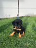 Zdjęcie №2 do zapowiedźy № 99479 na sprzedaż  rottweiler - wkupić się Serbia 