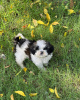 Zdjęcie №1. shih tzu - na sprzedaż w Graz | negocjowane | Zapowiedź №53357