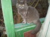Zdjęcie №4. Sprzedam kot brytyjski długowłosy w Charków. prywatne ogłoszenie - cena - negocjowane