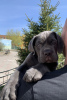 Zdjęcie №1. cane corso - na sprzedaż w Nowosybirsk | 7735zł | Zapowiedź №103208